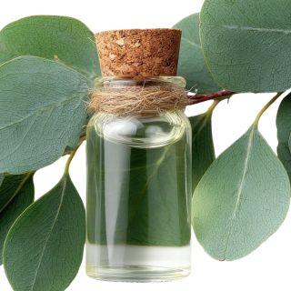 Olio essenziale di eucalipto